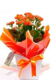 Violetas/Crisântemos/          Kalandiva Cachepot